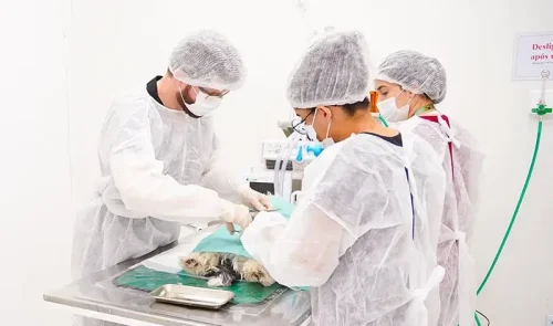 lemanipet-hospital-veterinario-fortaleza-cirurgia-emergencia