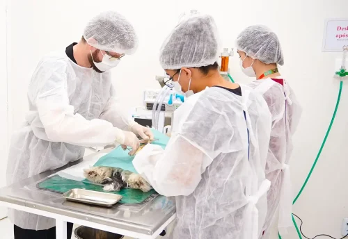 lemanipet-hospital-veterinario-fortaleza-emergencia