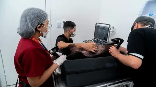 lemanipet-hospital-veterinario-fortaleza-exames-imagem